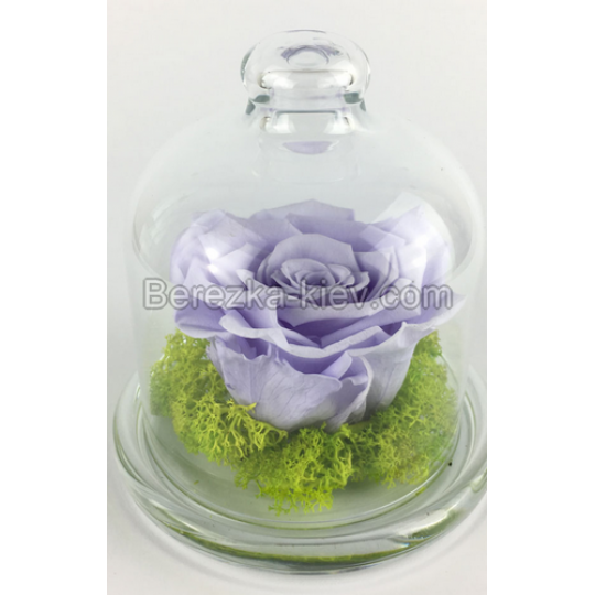Стабилизированная роза в стекле (светло-фиолетовая) 